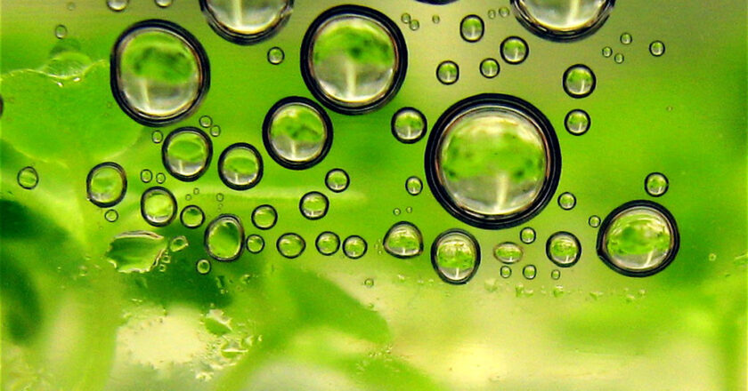 Biofuels: A Climate Solution or a False Promise?